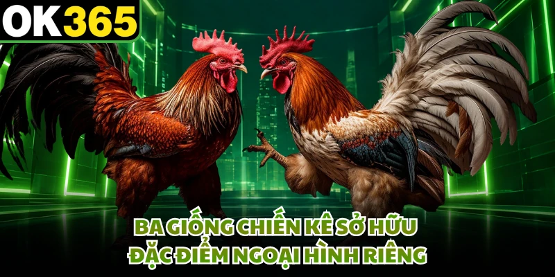 Ba giống chiến kê sở hữu đặc điểm ngoại hình riêng
