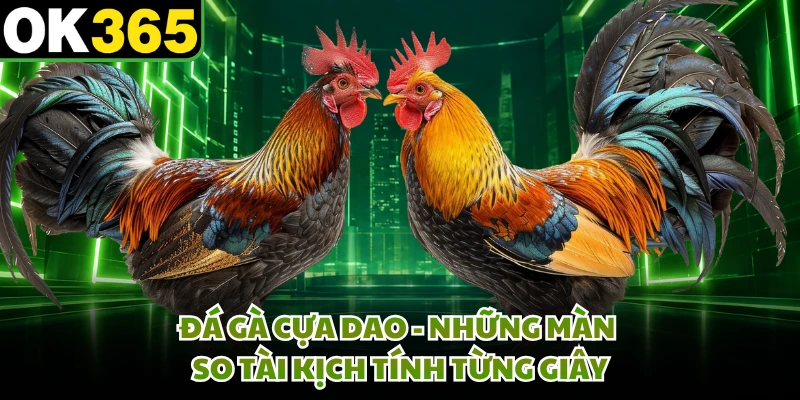 Đá Gà Cựa Dao - Những Màn So Tài Kịch Tính Từng Giây