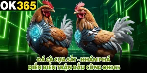 Đá Gà Cựa Sắt - Khám Phá Diễn Biến Trận Đấu Cùng OK365