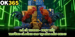 Đá Gà Thommo - Trực Tiếp Trường Gà Đỉnh Cao Tại Sàn Đấu OK365