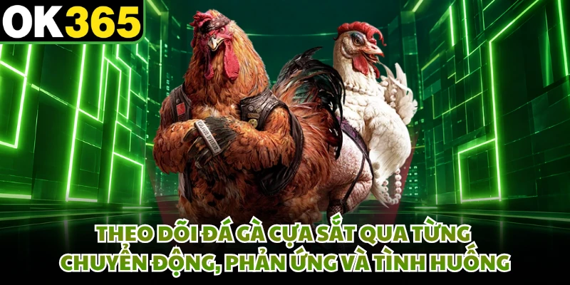 Theo dõi đá gà cựa sắt qua từng chuyển động, phản ứng và tình huống